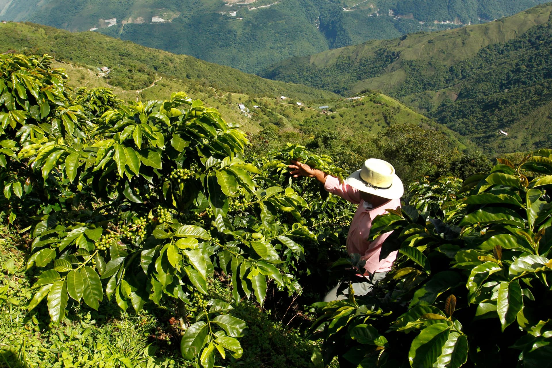 Visiter une plantation de café en Colombie