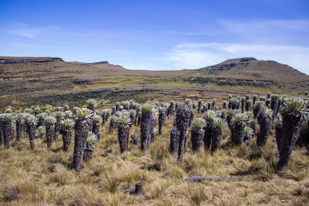 paramo de oceta3
