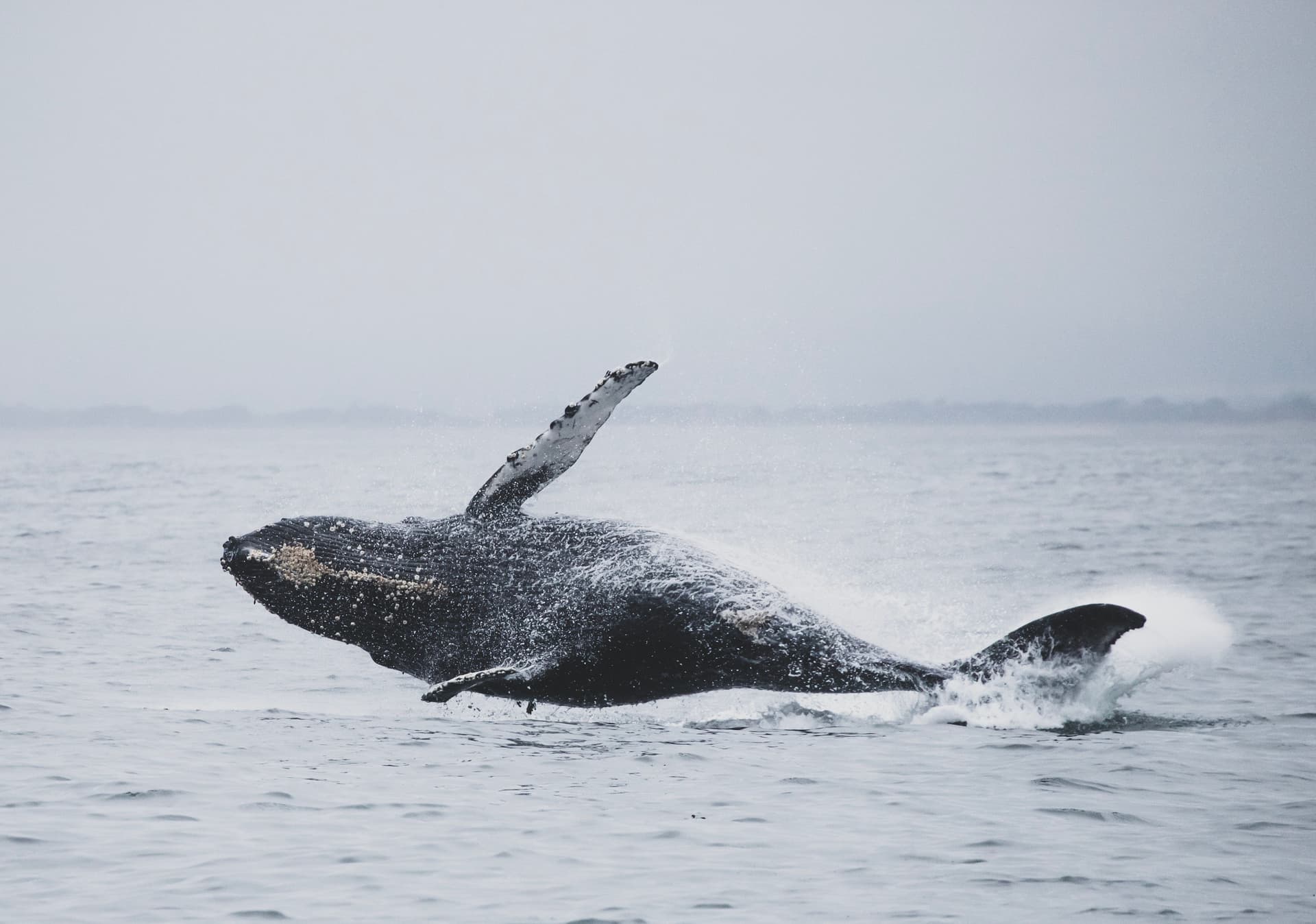 Observation des baleines à bosse dans la région de Nuquí