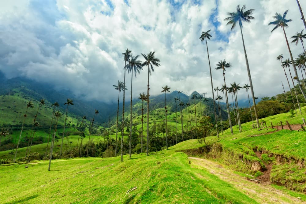 Vallée del Cocora